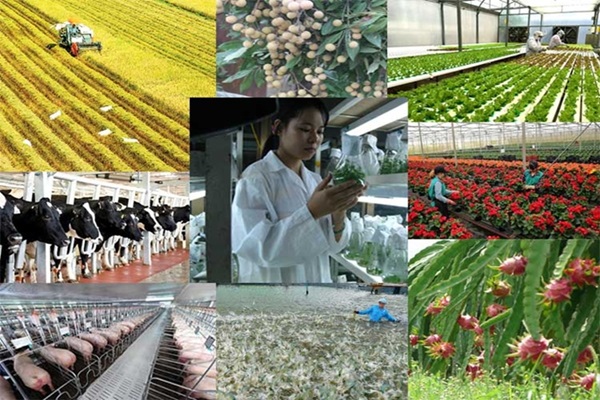 Phát triển nông nghiệp ứng dụng công nghệ cao 